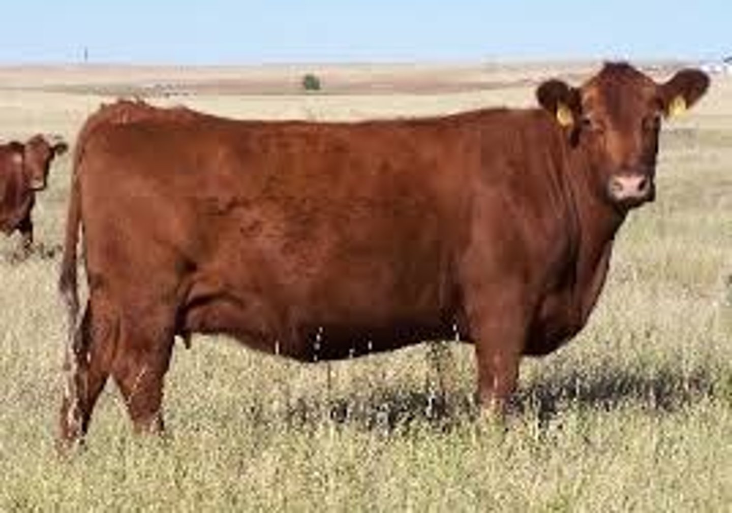 <p>-British Breed</p><p>-Same origin as black angus</p><p>-Red angus established in 1954</p>