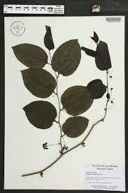 <p>Smilax hispida</p>