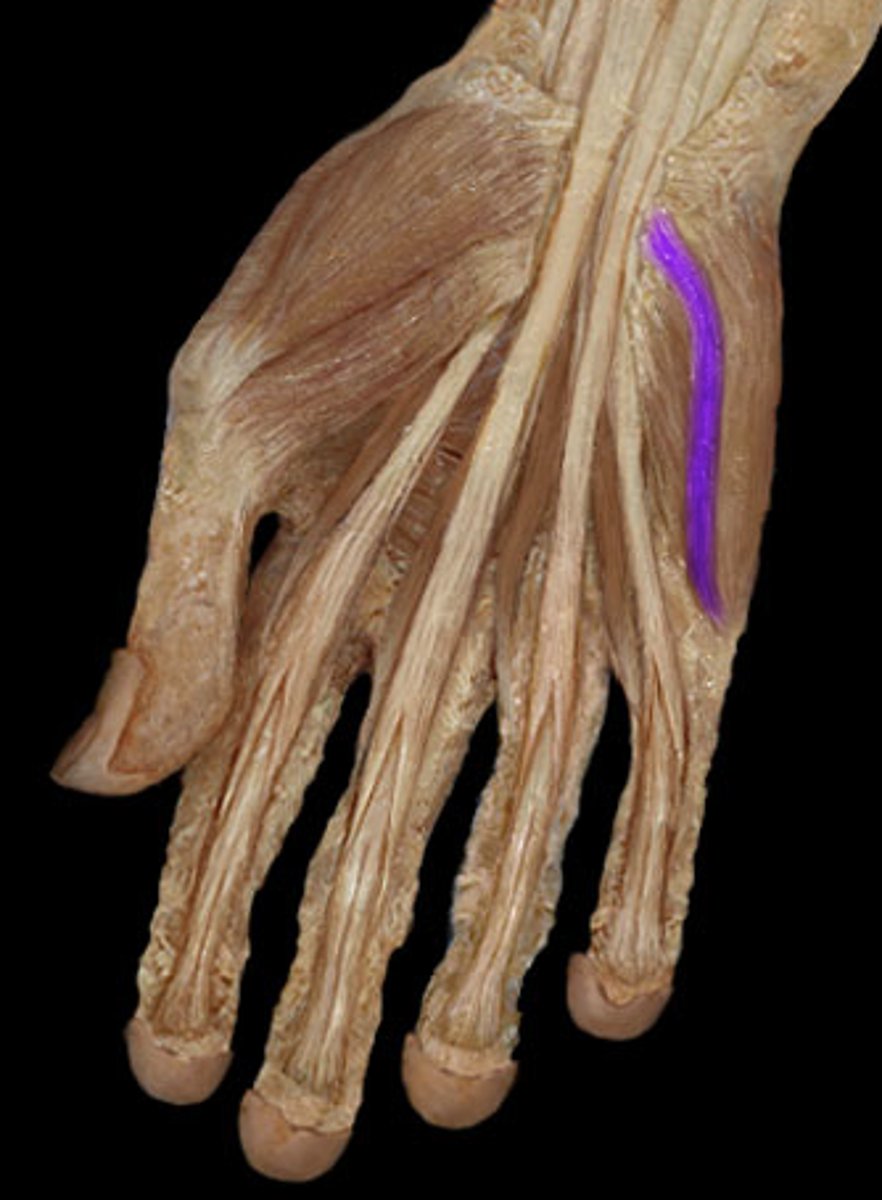 <p>Flexes the little finger</p>