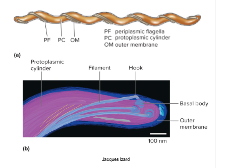 <p>axial fibril winds around the cell which allows it to burrow through tissues like a corkscrew</p>