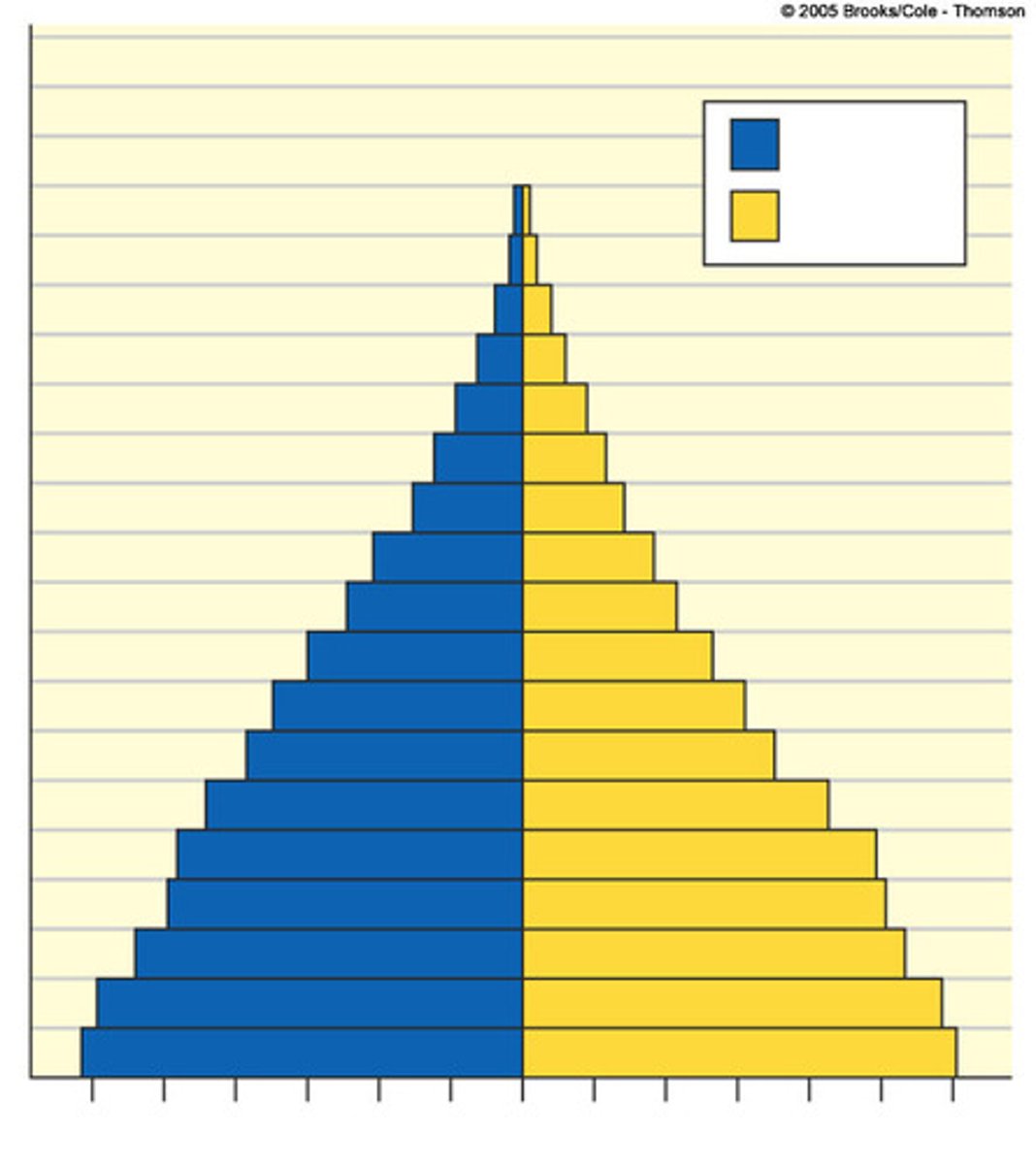 <p>distinguished by a wide base (population pyramid)</p>