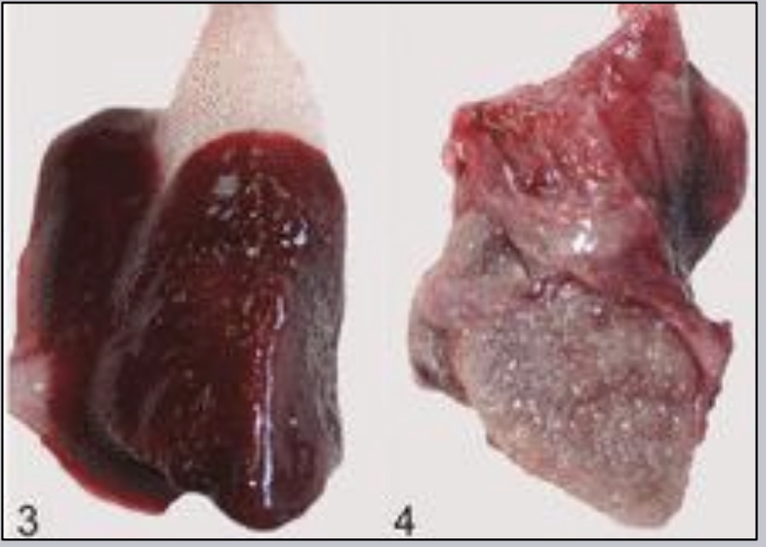 <p>What genus of bacteria is a common primary pathogen in fish, includes the species agalactiae, iniae, dysgalactiae, and faecalis, is epizootic in wild and captive fish, is found in fresh and saltwater fish, and causes septicemia with fibrinous lesions? There will be increased bacteria loads in the brain and they are zoonotic. A wide variety of reef fish can be affected due to rainwater or temperature changes.</p>