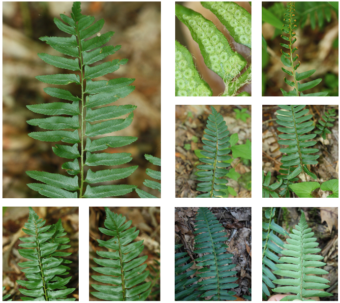 <p>Christmas fern</p>