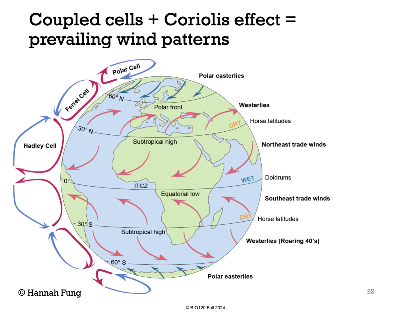 <p>The churning of the hadley cell sets up a ferrel cell that churns in the opposite direction, at 30-60º north and 30-60º south. </p>