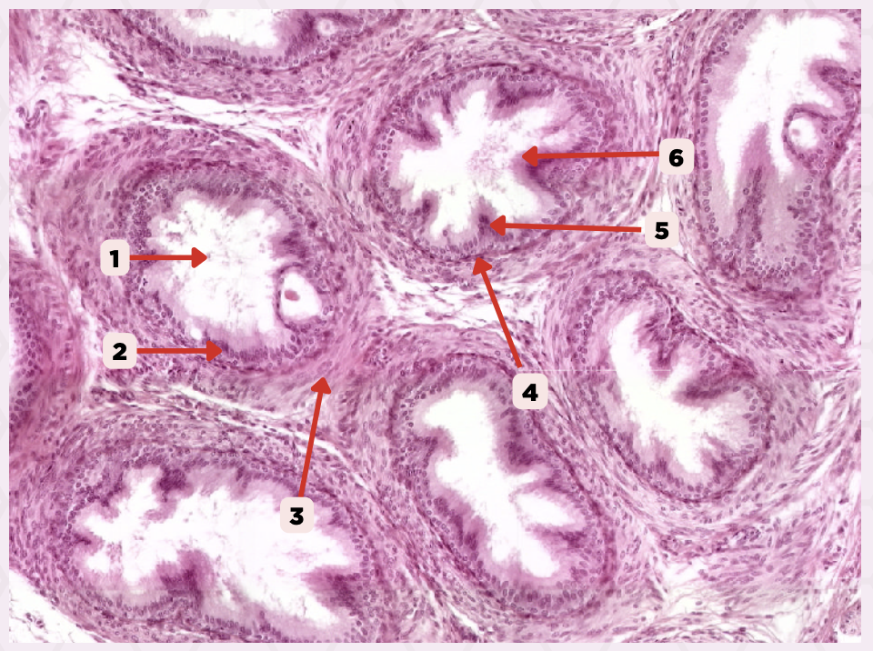 <p>Identify the structure labeled as 5.</p>