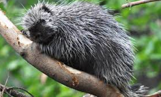 <p>covered in spines (modified hairs)</p>