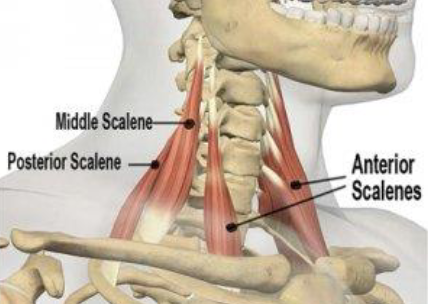 <p><strong>Origin</strong>: C3-C6 transverse processes</p><p><strong>Insertion</strong>: 1st rib</p><p><strong>Action</strong>:</p><p>Unilaterally flexes head to same side when rib is fixed, rotates head to opposite side</p><p>Bilaterally elevates ribs during inhalation &amp; flexes head and neck</p>