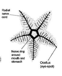 <p>What makes up the “nervous system” of an echinoderm?</p>