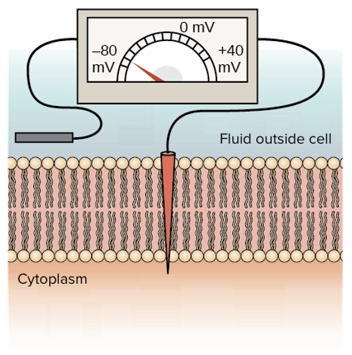 <ul><li><p>cytoplasm and extracellular fluid are electrically neutral</p></li><li><p>charge difference across the plasma membrane&nbsp;</p></li></ul><p></p>