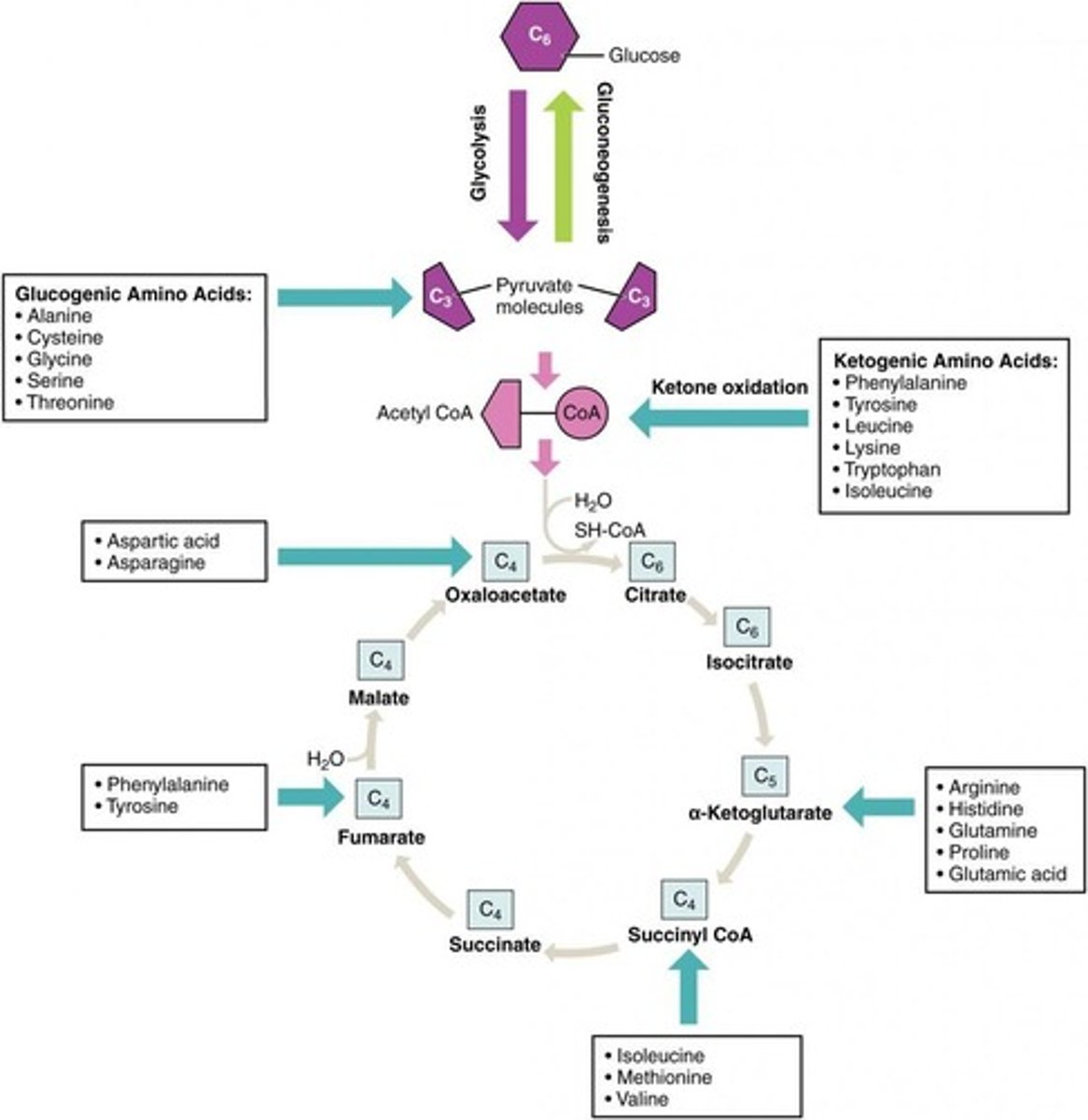 <p>Amino acids that can be converted to acetyl-CoA or acetoacetyl-CoA.</p>