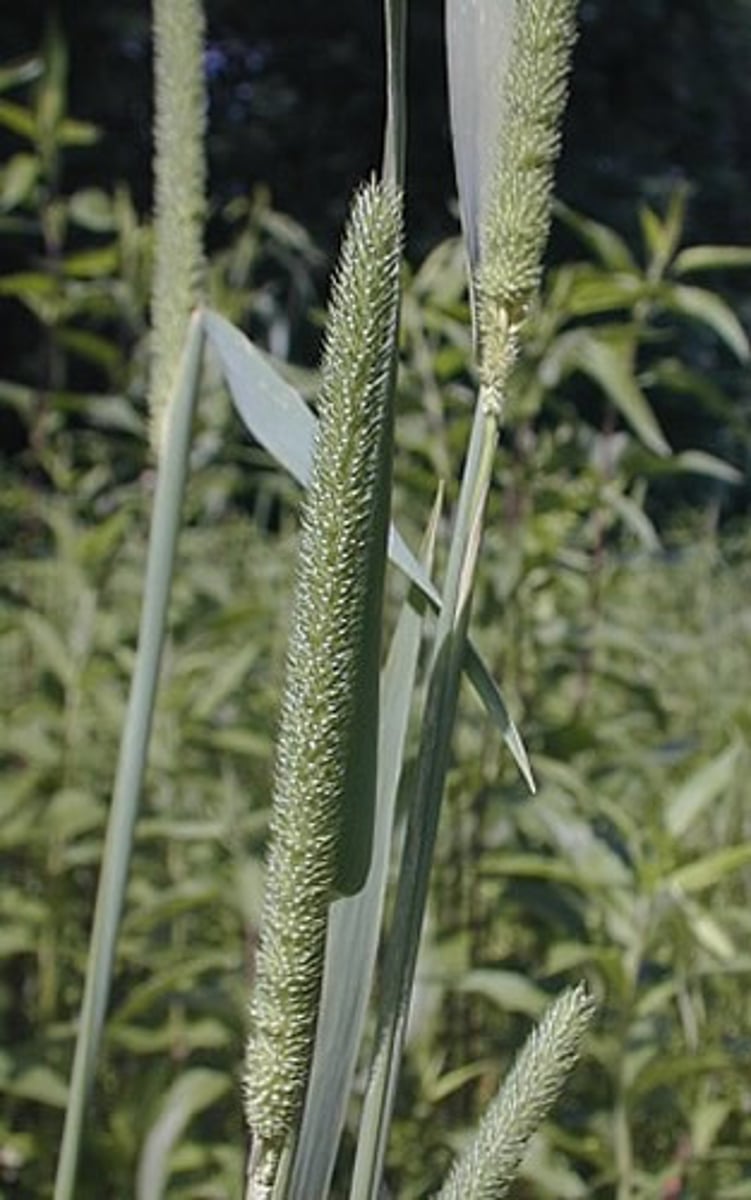 <p>compact seed head; sometimes leaves twist; has a corm (swollen at the to of the root)</p>