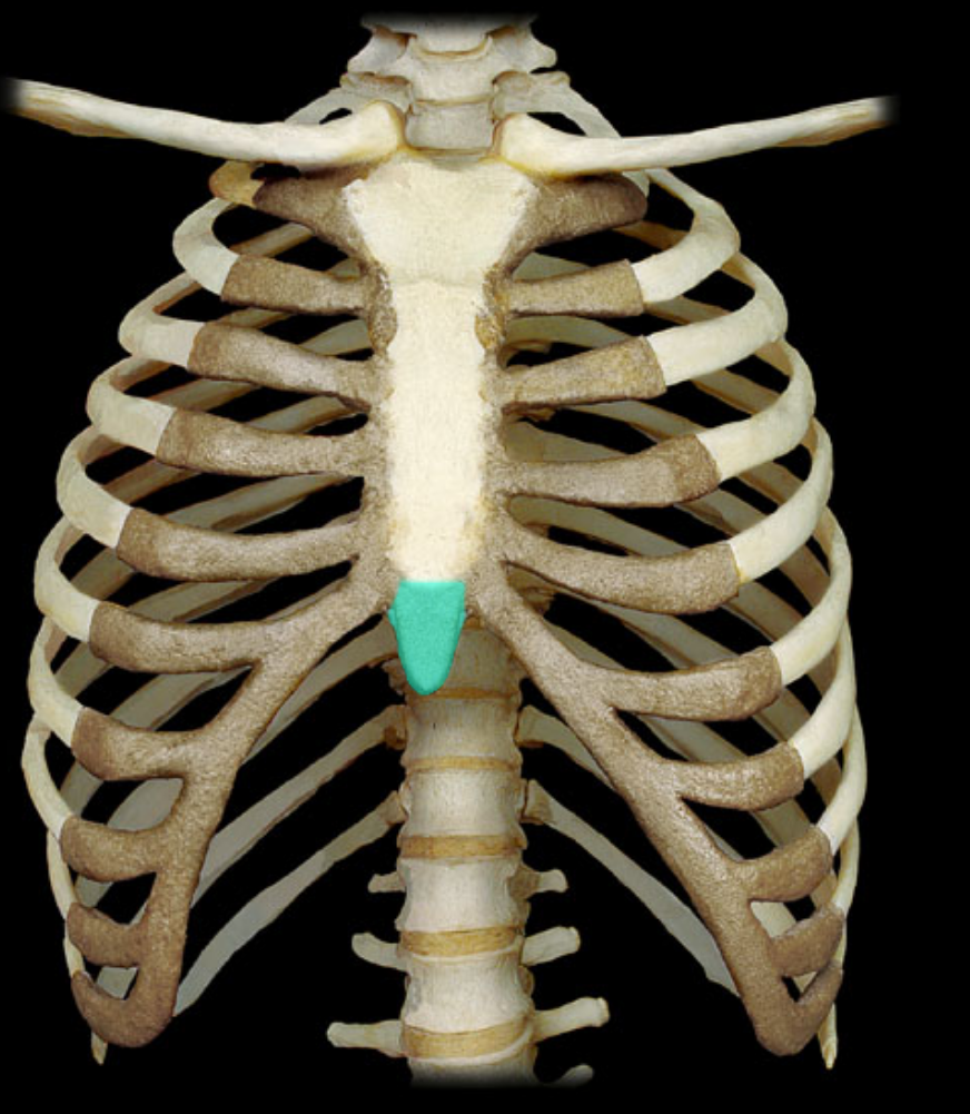 <p>what part of the thoracic cage is highlighted </p>