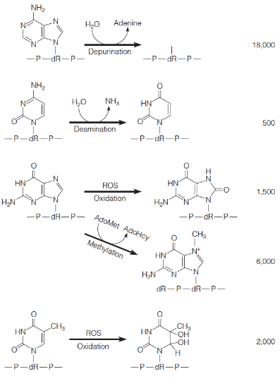 <p>frequency in number of lesions per mammalian cell per day</p><ol><li><p>depurination - A to abasic</p></li><li><p>deamination - C to U</p></li><li><p>oxidation - G and T</p></li><li><p>methylation - SAM/AdoMet → abasic site</p></li></ol><p></p>
