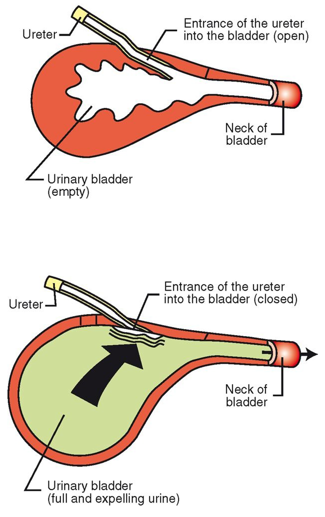 <p>Ureters Continued… </p>
