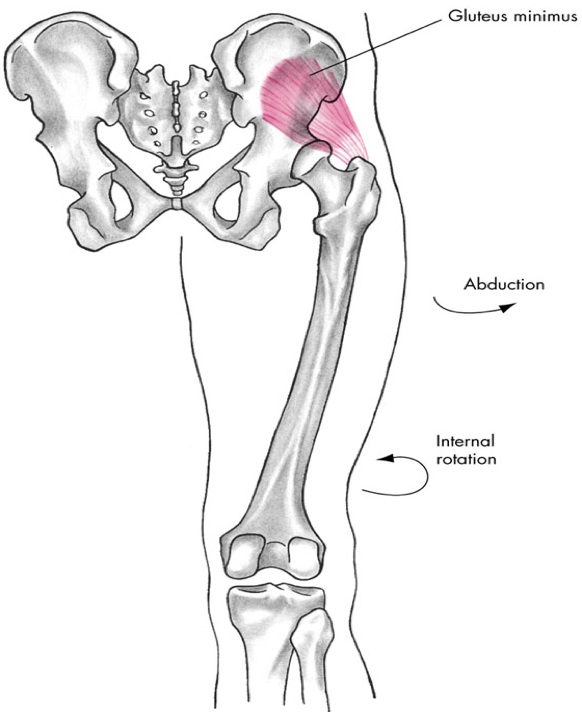 <p>posterior compartment (gluteals)</p>