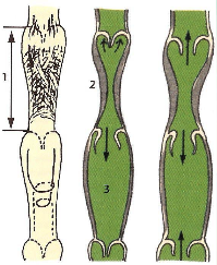 <p>transport lymph to the lymph nodes &amp; trunks</p><ul><li><p>valves prevent backflow</p></li></ul><ul><li><p>smooth mms for transport, similar to veins</p></li><li><p>lymphangion</p></li></ul><p></p>