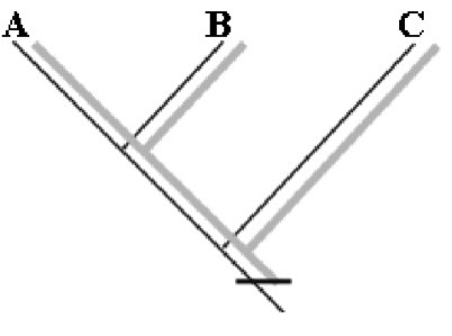 <p>ancestral character states</p>