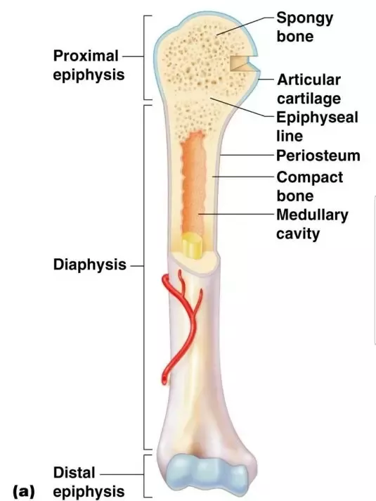 <p>-Epiphysis (end) -Diaphysis (shaft) -Articular Cartilage (hylaine cartilage, padding) -Periosteum (membrane that covers entire bone) -Medulla (contains marrow)</p>