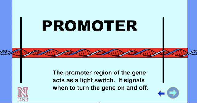<p>En region på DNA som RNA-polymerase binder seg til for å starte transkripsjon.</p>