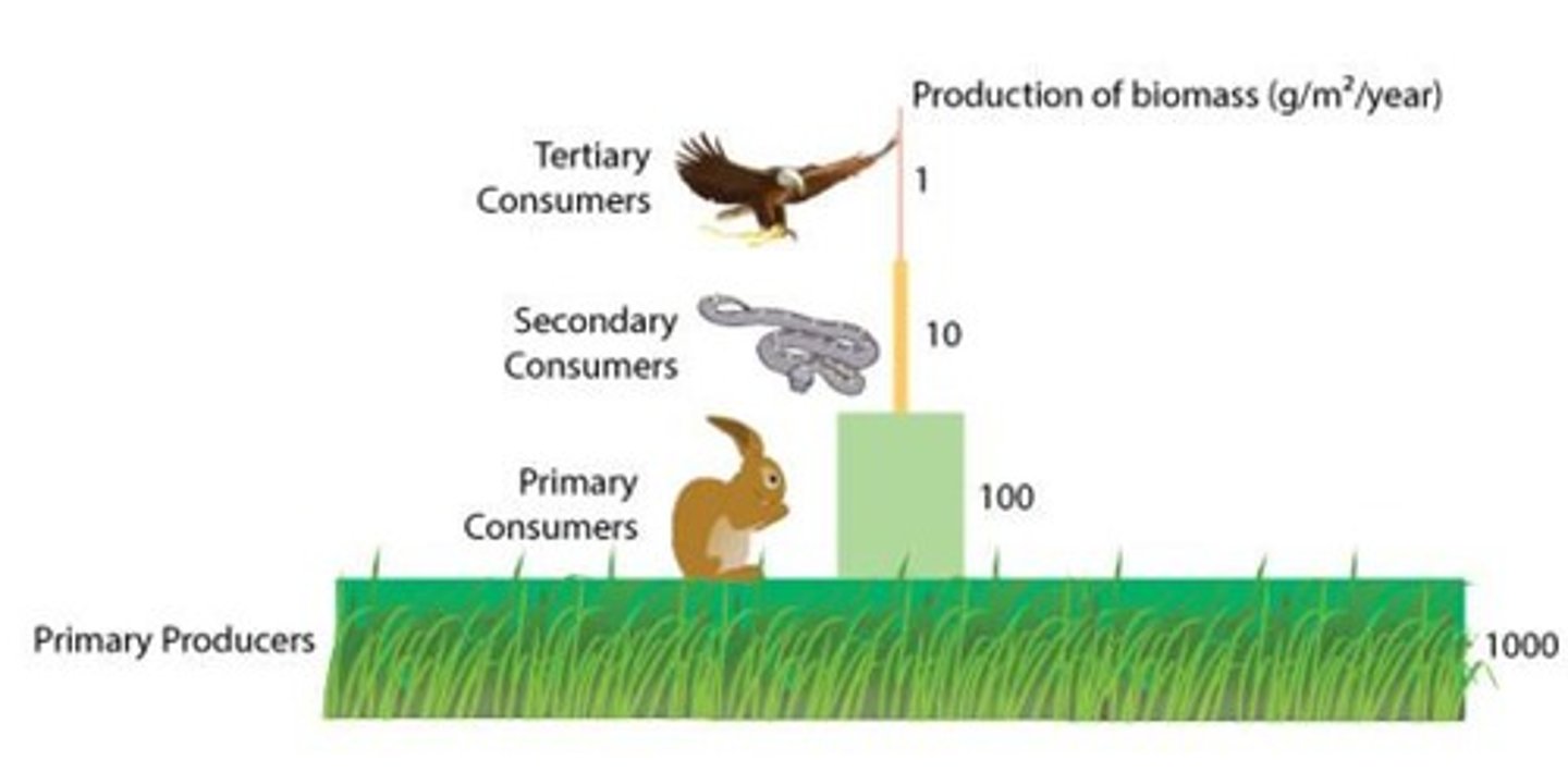 <p>Position in a food chain.</p>