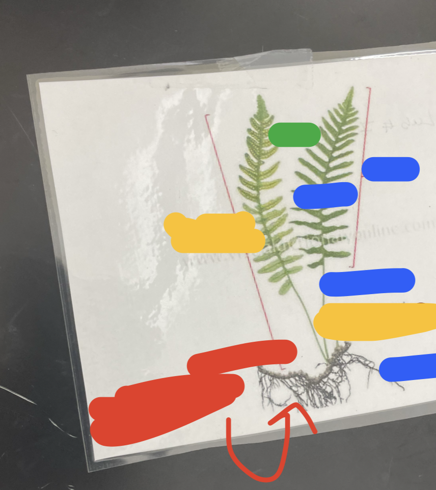 what is the __**GREEN**__