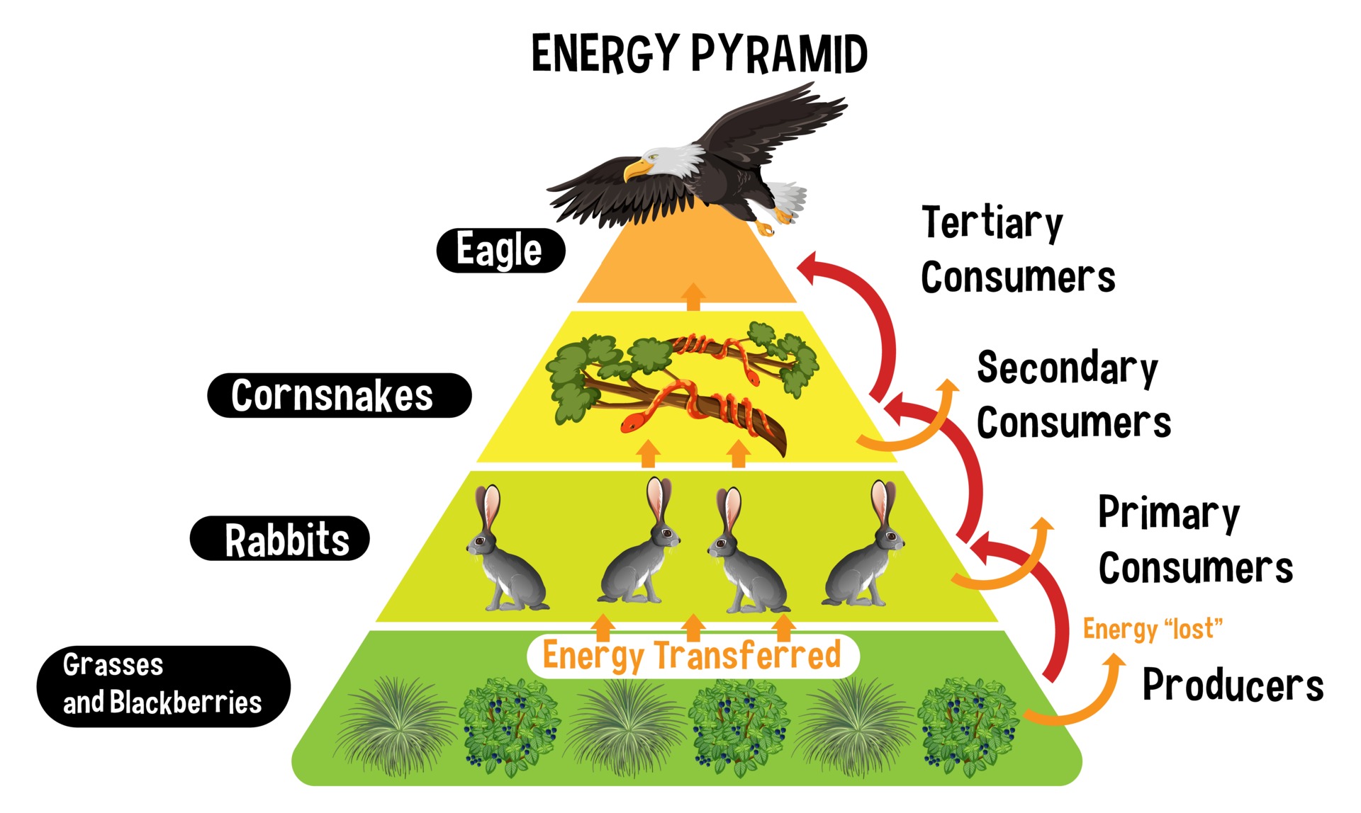 This is a diagram that shows the relationship amounts of energy or matter contained within each trophic level in a food web or food chain