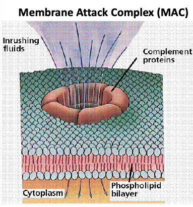 <p>punches holes (aka form pores) in membrane (for example, bacterial membranes) → lysis</p>