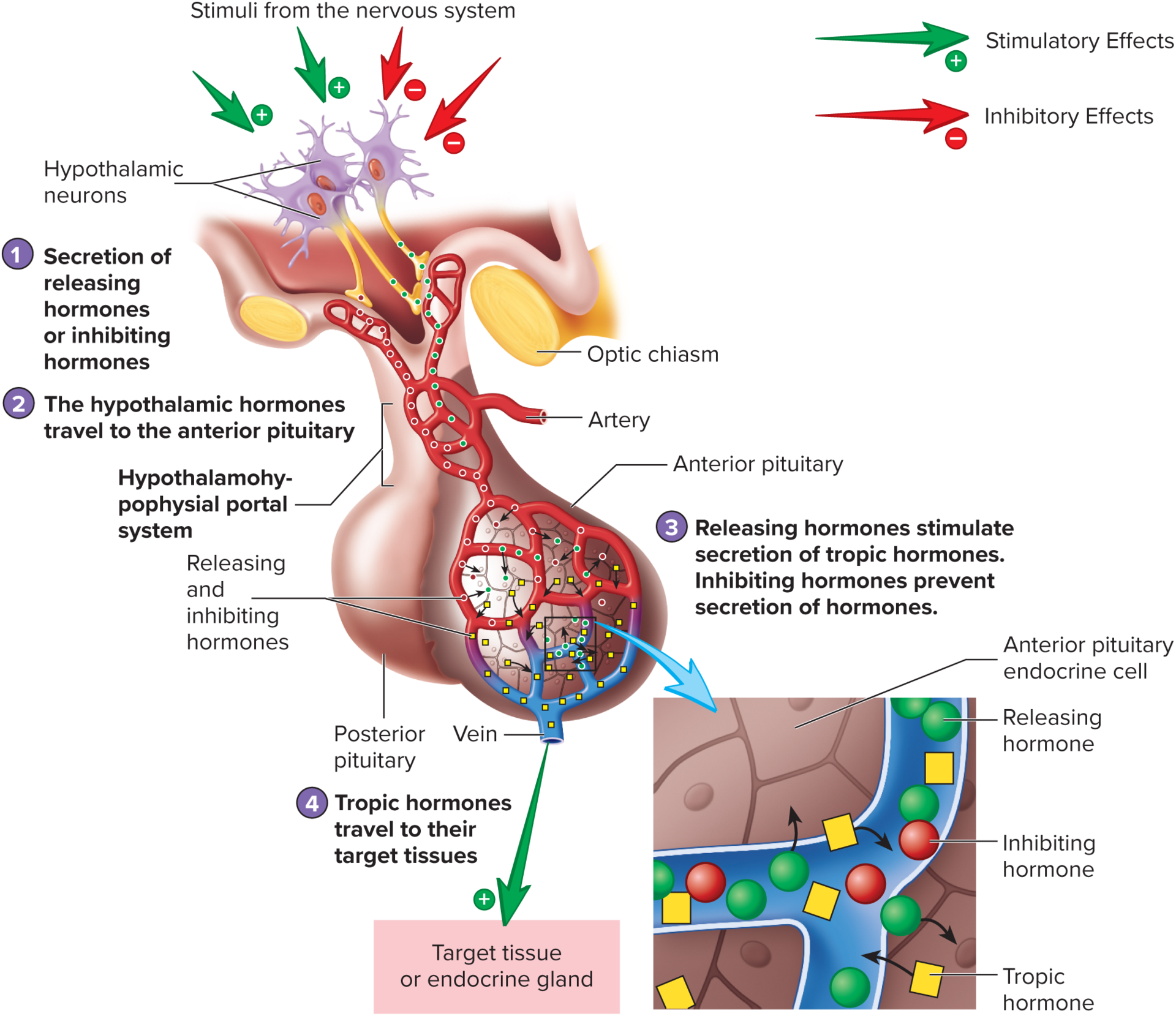 <p><span>hypothalamohypophysial portal system</span></p>
