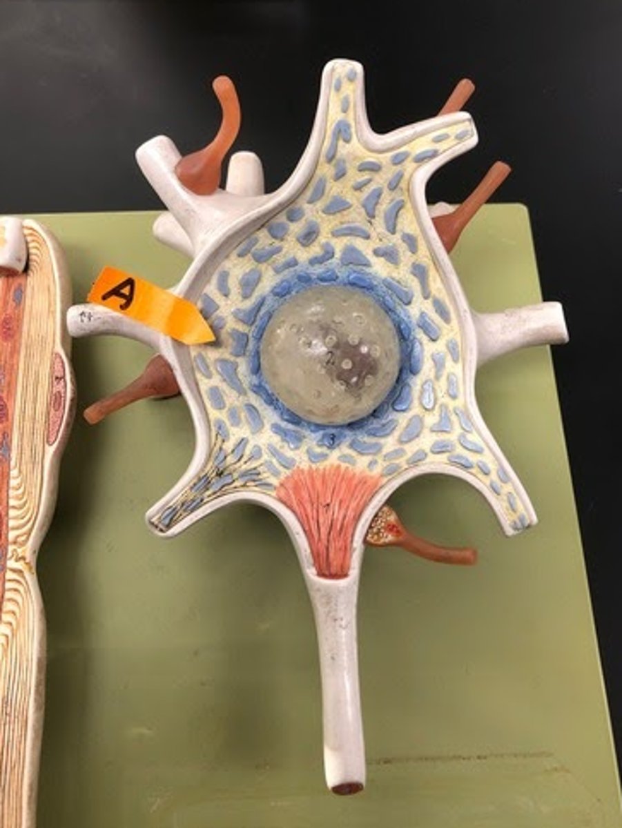 <p>Identify this general area of this cell.</p>