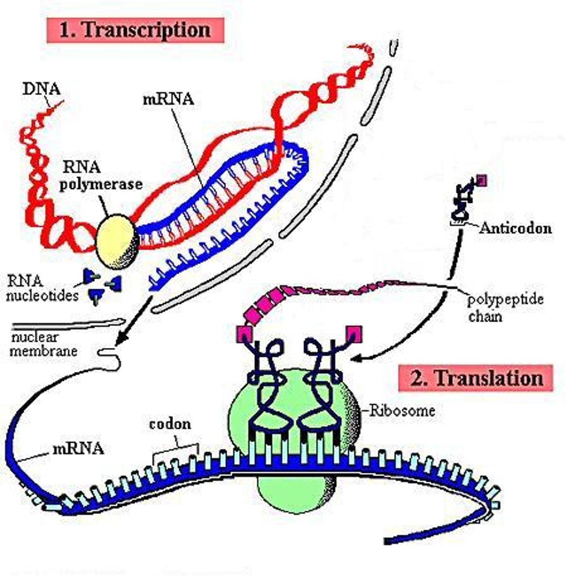 <p>The creation of a protein from a DNA template. Consists of 2 main steps: Transcription &amp; Translation</p>