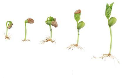 Plant hormones that are important in the initiation of seed germination