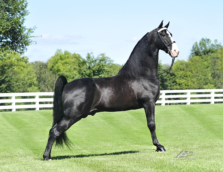 <p>Tennessee Walking Horse</p>