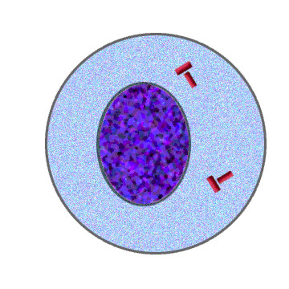 <p>During Meiosis II there is no Interphase II or it is very short; there is also no replication of DNA between Meiosis I and Meiosis II</p>