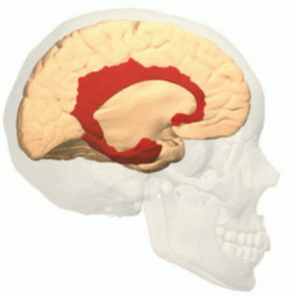 <p>What structure is shown in the image?</p>