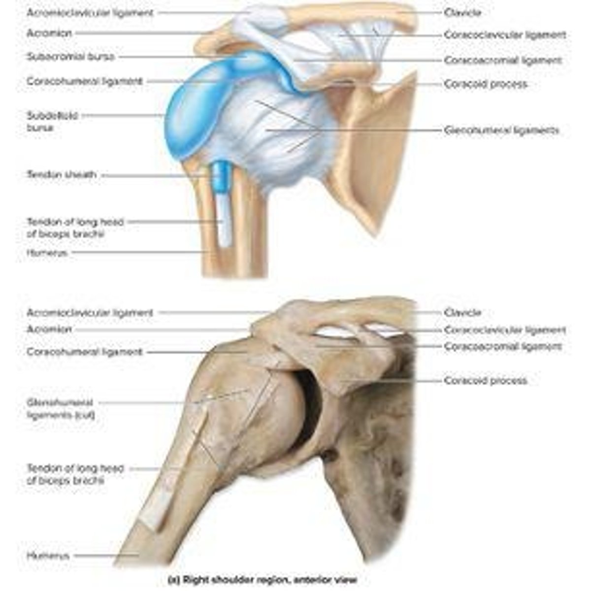 <p>A ball-and-socket joint that allows a wide range of motion in the shoulder.</p>