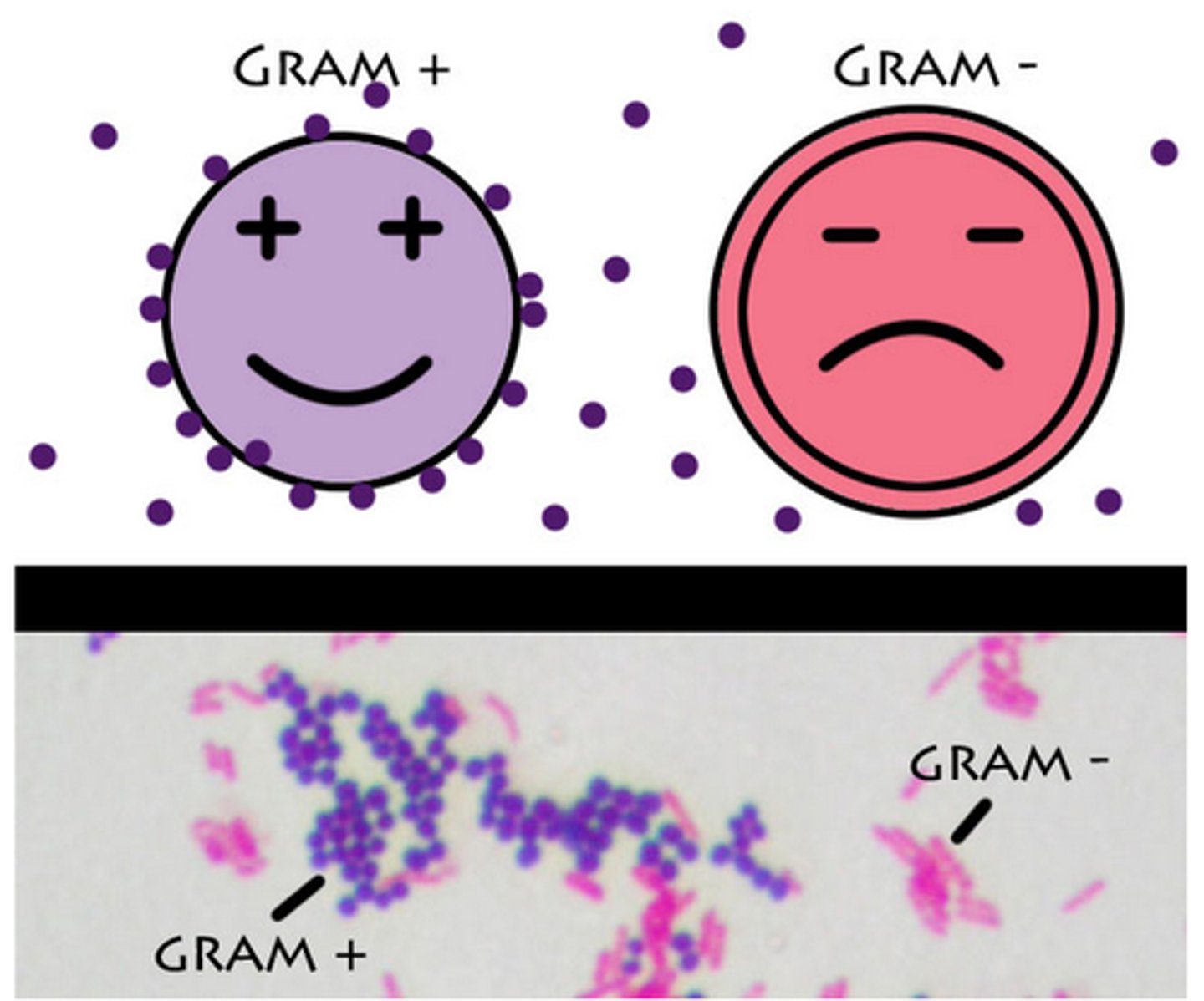 <p>Gram negative bacteria stains negative which is pink and gram positive bacteria stains positive which is purple. The difference is in the cell walls.</p>