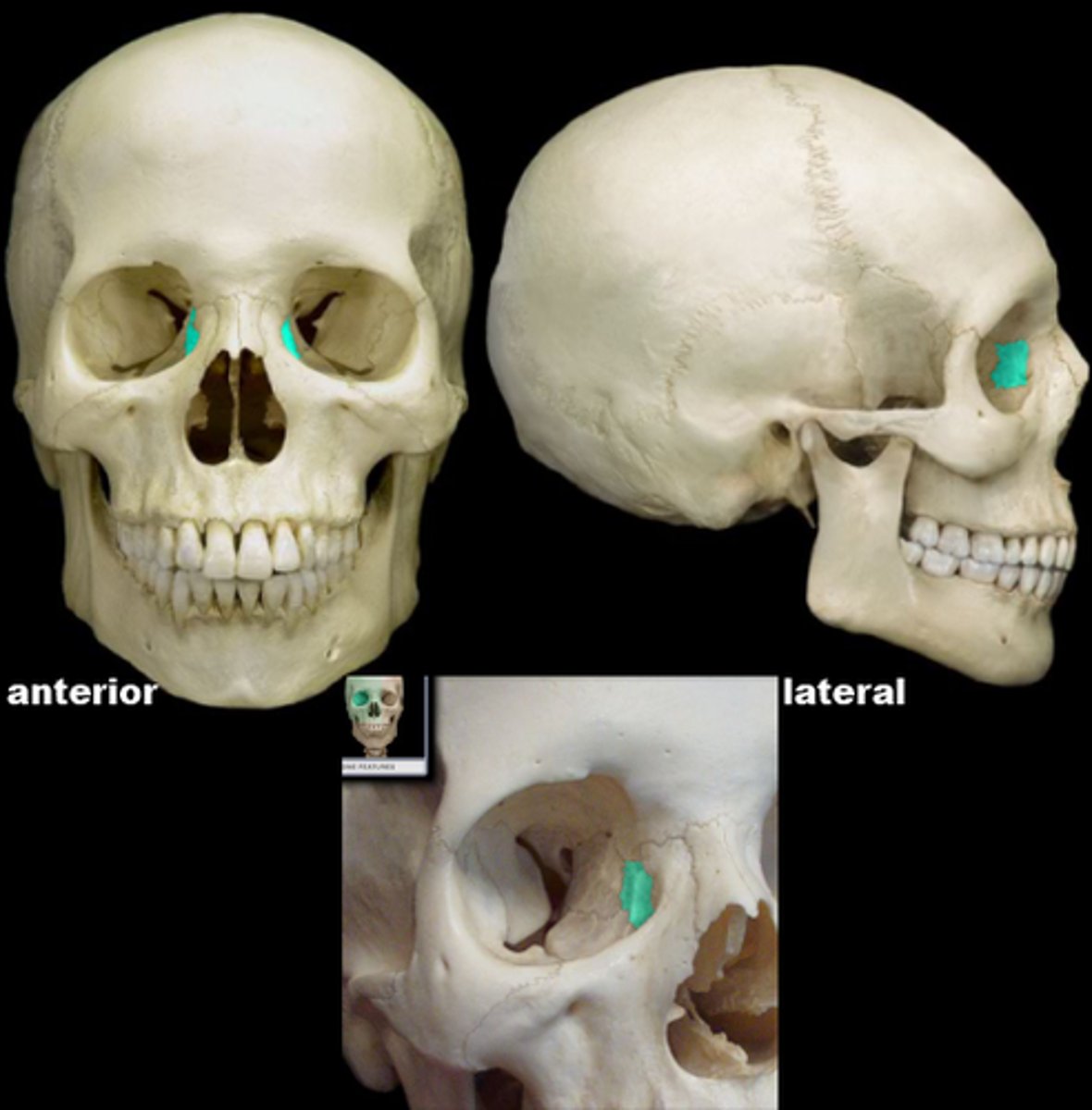 knowt flashcard image