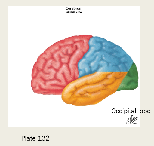 <p>occipital lobe </p>