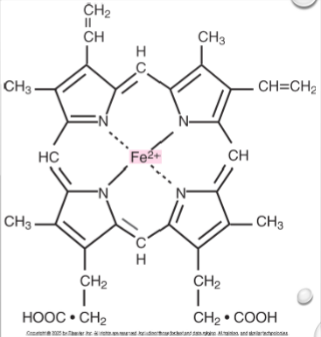 <p>A ring of carbon, hydrogen, and nitrogen atoms with 1 atom of ferrous iron in the center</p>