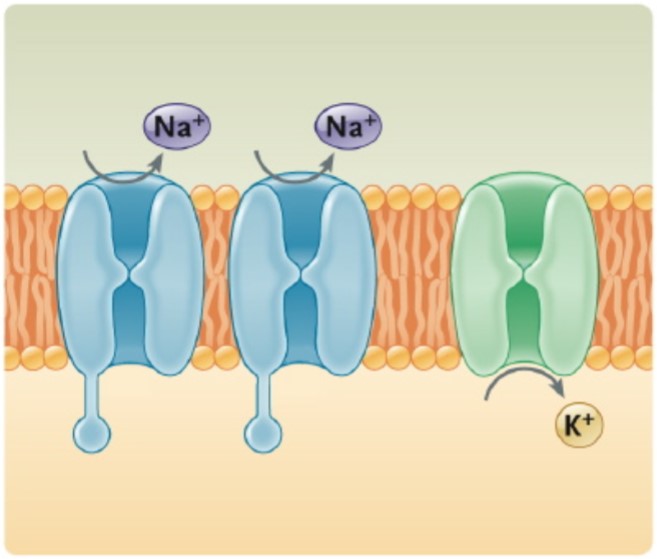 The diagram below shows the activation and inactivation gates of the Na+ channel and the activation gate of the K+ channel. Which “phase of the action potential” is represented by this diagram? \n a. The membrane potential is at rest. \n b. The membrane potential is at threshold. \n c. The membrane is depolarizing. \n d. The membrane is at the peak of the depolarisation. \n e. The membrane is repolarizing. \n f. The membrane is hyperpolarized.