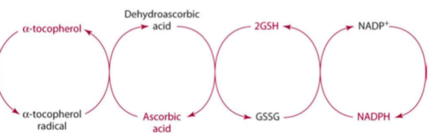 <p>Vitamin C ("C is the Key to E")</p>