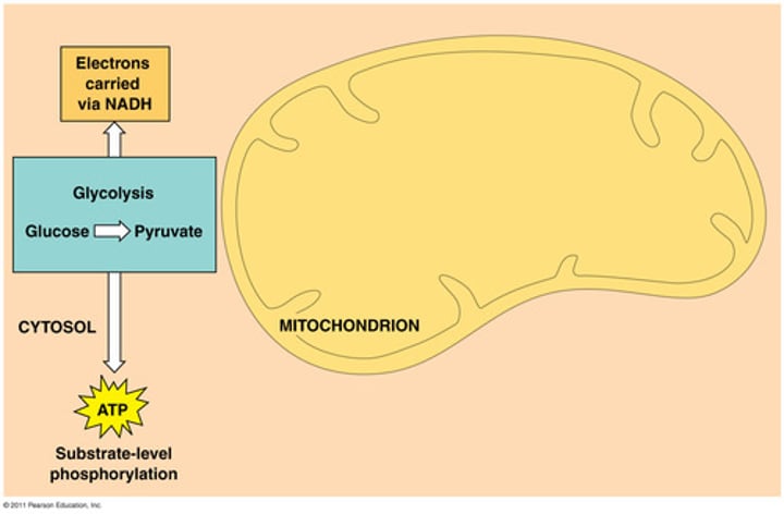 <p>First stage of anaerobic AND anaerobic cellular respiration. Breaks glucose down into two pyruvic acid molecules, net gain of 2 ATP.</p>