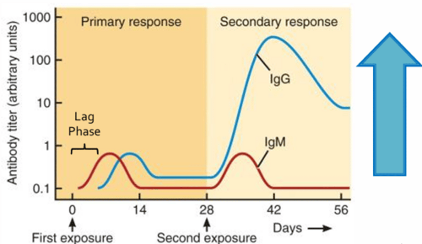 <p>- Hallmark of adaptive response</p><p>- Allows for quicker and more intense adaptive response upon repeat exposure to a pathogen</p><p>- Mechanism that confers protection to an individual following vaccination (basis for vaccination)</p><p>- Graph = Change in antibody concentration or titre measured in the peripheral blood of an individual following initial and secondary exposure to the same pathogen (primary and secondary responses)</p><p>- Initial exposure to a pathogen (or vaccine) results in an adaptive responses that takes time to reach full potency, indicated by the lag phase (usually 3-6 days)</p><p>- This is due to the fact that antigen-presenting cells must migrate from the site of infection to a nearby lymph node and that Th2 differentiation and clonal expansion of B-cells occurs (takes time)</p><p>- Subsequent exposure to the same pathogen (or the initial exposure to pathogen following vaccination) results in a response that is bigger, better, and faster (only 2-3 days to develop; due to the large pool of memory T-cells and B-cells generated during the initial response)</p><p>- Antibody titres may increase more than x2000 compared to the primary response and may clear the pathogen so quickly that an infected individual may not develop any signs or symptoms of infection</p>