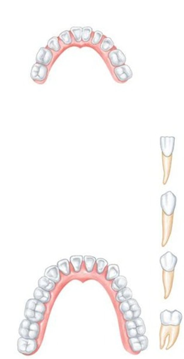 <p>Incisors, Canines, Premolars, and Molars.</p>