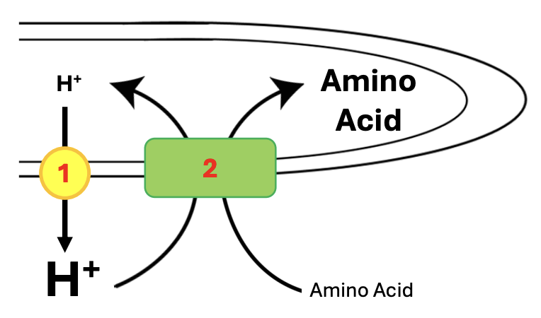 <p><strong>H+ ATPases</strong></p>