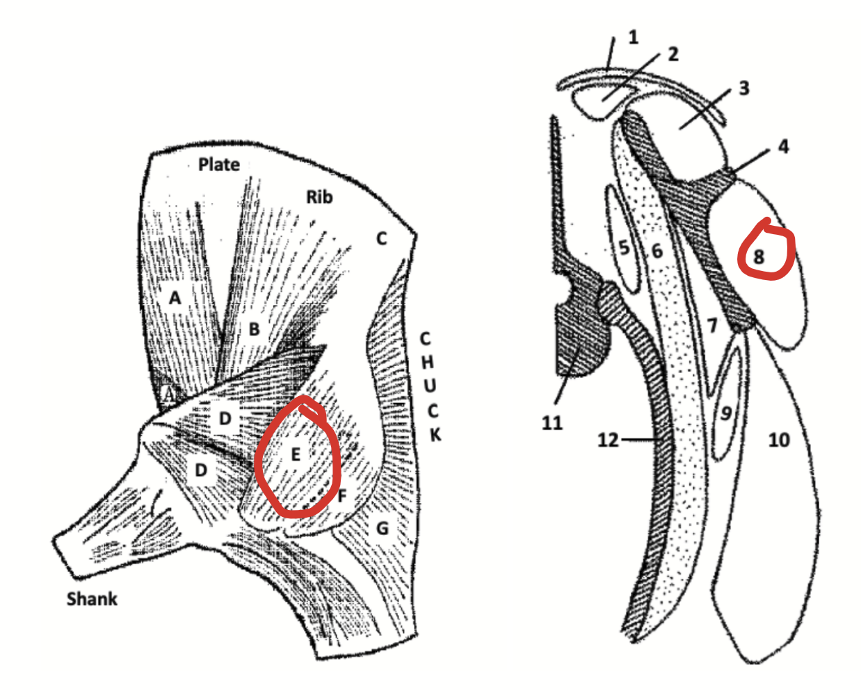<p>Shoulder muscle ventral to the scapular spine.</p>