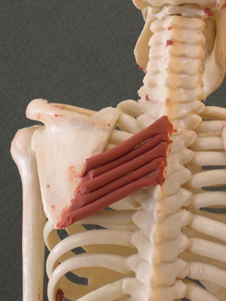 <p>Rhomboideus Major Action</p>