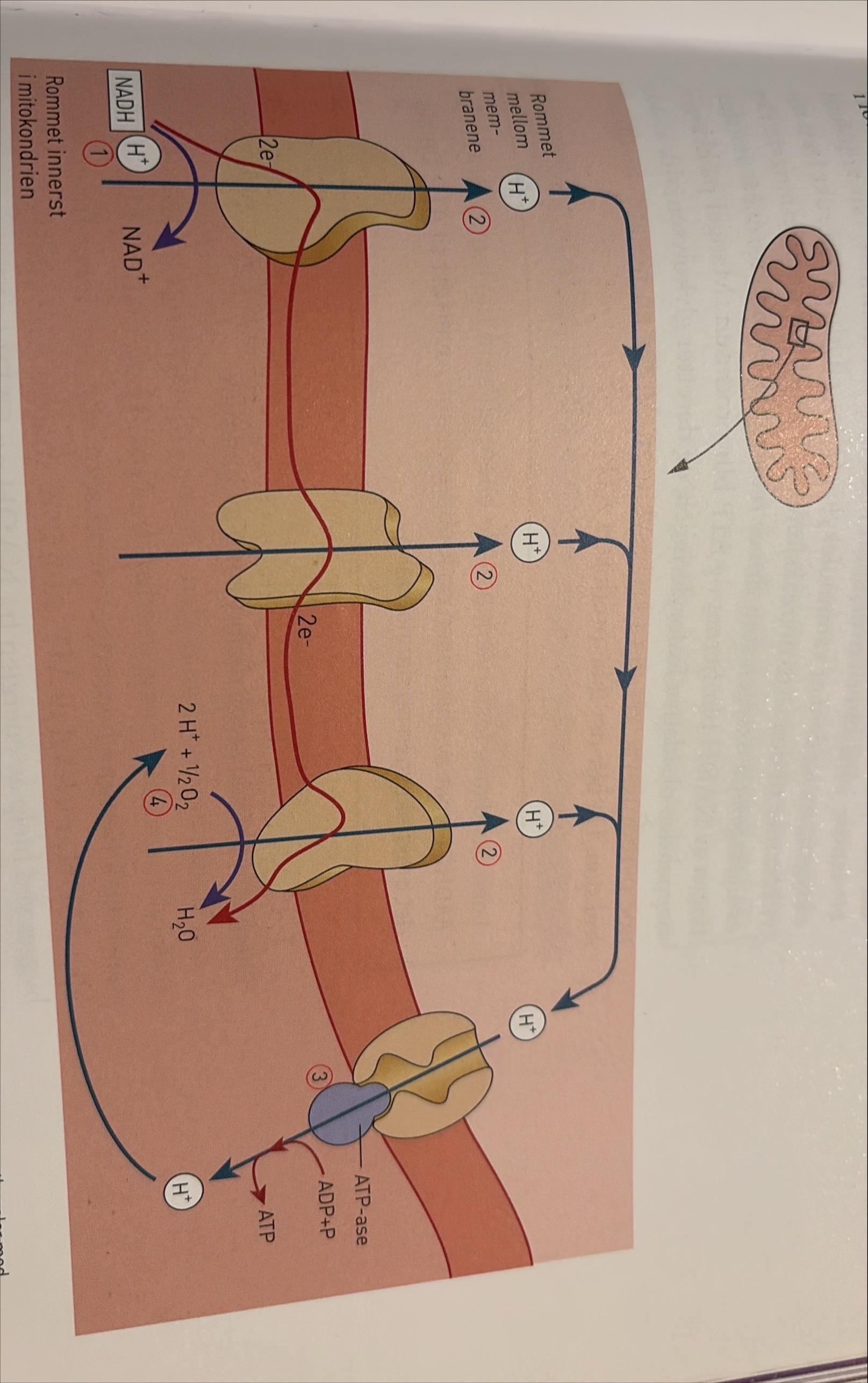 <p>Oksidativ fosforylering er den tredje hoveddelen av celleåndingen. Her blir energi fra NADH og FADH₂ overført til ATP. NADH og FADH₂ frigir energi, elektroner og H⁺-ioner. I den oksidative fosforyleringen skjer så de reaksjonene der oksygengassen blir brukt. Oksygengassen reagerer med H⁺ som opprinnelig kommer fra NADH, og det dannes vann.</p><p class="MsoNormal">Den oksidative fosforyleringen foregår i den indre mitokondriemembranen, som på grunn av innbuktningene får svært stor overflate. Navnet oksidativ fosforylering forteller oss at det er nødvendig med oksygen, og at ADP blir koplet til P – det vil si at ADP blir fosforylert og vi får ATP.</p><p class="MsoNormal">Den reaksjonen vi nå skal beskrive for NADH, skjer på tilsvarende måte for FADH₂. Elektronene fra NADH blir fanget av spesielle proteiner i mitokondriemembranen og blir transportert fra protein til protein. Proteinene fungerer vekselvis som elektronakseptorer og elektrondonorer.</p><p class="MsoNormal">Reaksjonen ikner den som foregår i tylakoidmembranen i klroplastene i fotosystem II ig i, dne lysavhengige reakjsonen.</p><p class="MsoNormal">Den oksidative fosforyleringen blir også kalt elektrontransportkjeden. Når elektronene går fra protein til protein, blir det frigitt energi. Energien blir brukt til å pumpe H⁺-ioner gjennom transportkanaler fra det innerste rommet i mitokondriene og ut i mellomrommet mellom de to mitokondriemembranene. Denne reaksjonen gir et overskudd av positive ladninger i mellomrommet. Da blir det en ladningsforskjell – en spenning – fordi mellomrommet blir mer positivt og det innerste rommet i mitokondriene mer negativt. Ladningsforskjellen mellom mengden av H⁺-ioner utenfor og innenfor membranen kalles en protongradient både i den oksidative fosforyleringen i aerob celleånindg og i fotosyntesens fotosystemer.</p><p class="MsoNormal">I dne indre membranen ligger ogsp transportkanaler med ATP-ase enzymer. Ladningsforksjellen mellom det indre rommet og mellomrommet i mitokondrien gjør at H+-ionene blir slupet gjennom transportknalene og går fra mellomrommet og tilbaktil det innerste rommet.</p><p class="MsoNormal">Samtidig blir det frigjkort energo. Denne energien blir brukt i reakjsonen der ADP o fosfatgruper danner ATP. ATP-ase katalyserer reakjsonen. H+-ionene, som nå er i overskudd i det innerste rommet, blir koplet til oksygengass, og danner vannmolekyer. Oksygen blir altså brukt først når vi kommer til den siste delreakjsonen i den aerobe nedbryntingen. Det er tilgangg på oksygen som driver reakjonen videre. Fordi H+ fra spaltningen av NADH blir fjernet og ATP blir prodsert. Mangel på oksygen stopper den oksitatice fosforyleringen, og derretter glykolysen, slik at ikke noe pyrodruesyre går inn i krebssyklusen.</p>