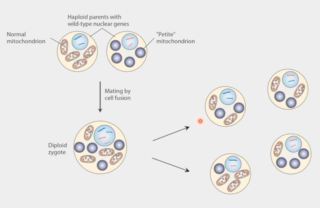 <ul><li><p>modeled from <em>petite</em> mutation in yeast (inhibits growth)</p></li><li><p>2 haploid (1n) parents w/ wild-type nuclear genes → one w/ normal mitochondria, one w/ <em>petite</em></p><ul><li><p>mating by cell fusion → diploid (2n) zygote</p></li><li><p>yeast sporulate → even segregation of nuclear DNA</p></li><li><p>mitochondrial segregation is <strong>RANDOM</strong></p></li></ul></li><li><p><em>petite</em> cells occur by <strong>chance</strong> due to random segregation of mtDNA</p></li></ul><p></p>