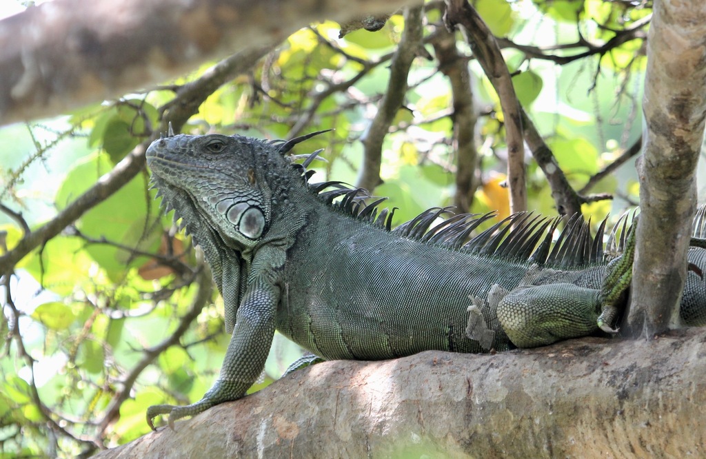 <p>Green Iguana, native to Mexico and Caribbean and S. America, live in SE FL, juveniles and females are bright green, males are brown with prominent crest and dark rings on tail and large dewlap</p>